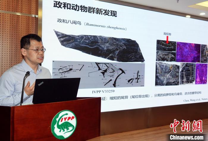 1.5亿年前的秘密：政和八闽鸟如何改写鸟类演化历史？